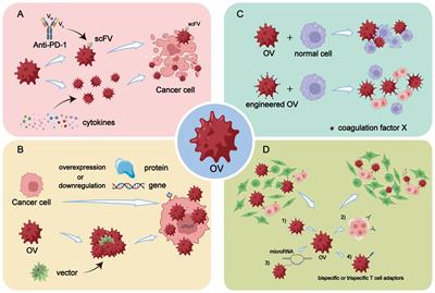 The investigation of oncolytic viruses in the field of cancer therapy